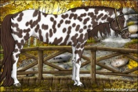 Horse Color:Liver Chestnut Near Leopard 