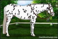 Horse Color:Liver Chestnut Leopard 