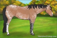 Horse Color:Bay Ice 