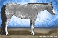 Horse Color:Blue Ice Roan 