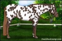 Horse Color:Liver Chestnut Near Leopard 