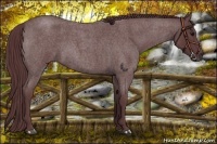 Horse Color:Chocolate Blue Roan Sabino 