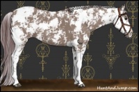 Horse Color:Chocolate Grullo Sabino 