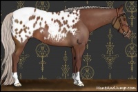 Horse Color:Chocolate Silver Brown Appaloosa 