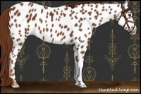 Horse Color:Chestnut Near Leopard 