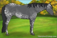Horse Color:Black Ice 