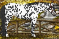 Horse Color:Black Near Leopard 