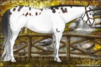 Horse Color:Brown Splash Leopard 