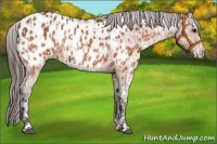 Horse Color:Silver Brown Appaloosa  and Brown Appaloosa Rabicano 