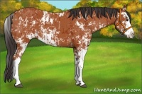 Horse Color:Bay Sabino  and Bay Sabino 