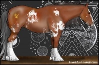 Horse Color:Bay Sabino  and Brown Sabino 