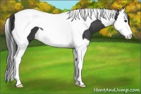 Horse Color:Black Splash Tobiano