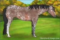 Horse Color:Bay Ice 