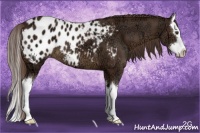 Horse Color:Liver Chestnut Ice Sabino Splash Appaloosa 