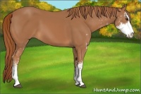 Horse Color:Chestnut Sabino