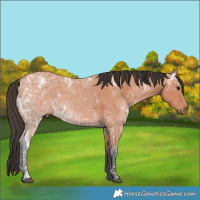 Horse Color:Bay Ice