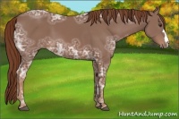 Horse Color:Chestnut Ice 