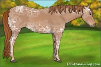 Horse Color:Chestnut Ice 