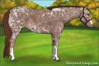 Horse Color:Chestnut Ice 