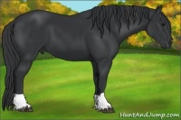 Horse Color:Black  and Black 