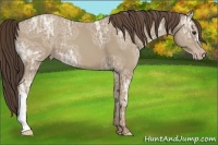 Horse Color:Classic Champagne Ice 