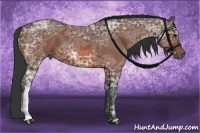 Horse Color:Bay Ice 