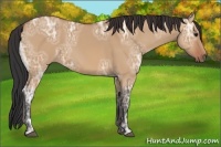 Horse Color:Bay Ice Dun 