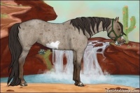 Horse Color:Liver Red Dun Roan Frame Rabicano