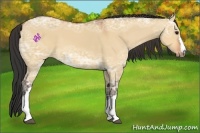 Horse Color:Bay Ice Dun 