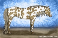 Horse Color:Chocolate Palomino Dun Appaloosa 