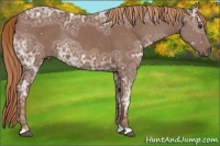 Horse Color:Chestnut Ice Rabicano