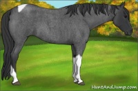 Horse Color:Blue Roan Tobiano
