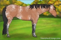Horse Color:Bay Ice 