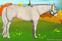 Horse Color:Cremello 