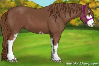 Horse Color:Chestnut Sabino