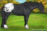 Horse Color:Black Appaloosa