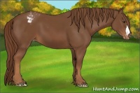 Horse Color:Chestnut Appaloosa