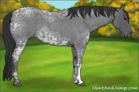 Horse Color:Blue Ice Roan 