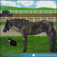 Horse Color:Midnight Black Ice