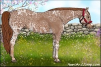 Horse Color:Chestnut Ice