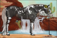 Horse Color:White Spotted Liver Chestnut Sabino Splash 