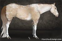 Horse Color:White Spotted Brown Ice Pearl Sabino Rabicano 