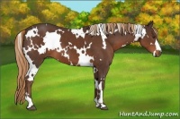 Horse Color:White Spotted Liver Chestnut 