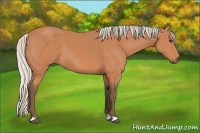 Horse Color:Silver Bay 