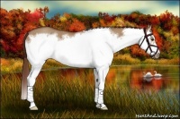 Horse Color:Red Dun Roan Splash Frame Rabicano 