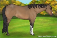 Horse Color:Bay Dun 