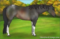 Horse Color:Buckskin Tobiano