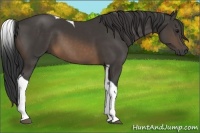 Horse Color:Buckskin Tobiano 