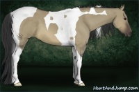 Horse Color:Buckskin Dun Tobiano