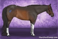 Horse Color:Buckskin Tobiano